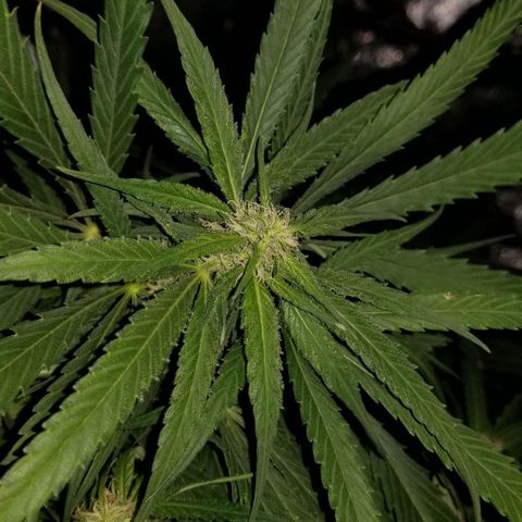 Genética desconocida growlog timeline photo