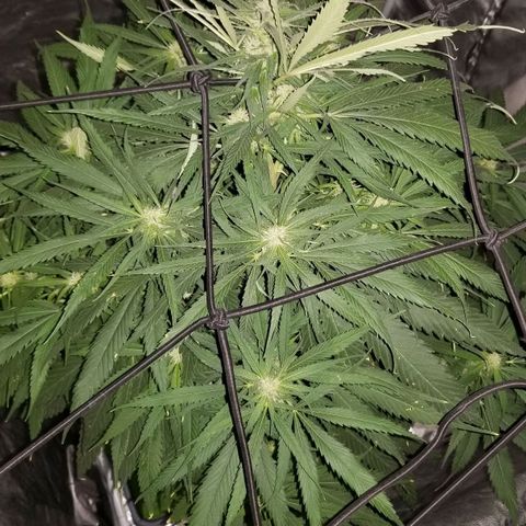 Genética desconocida growlog timeline photo