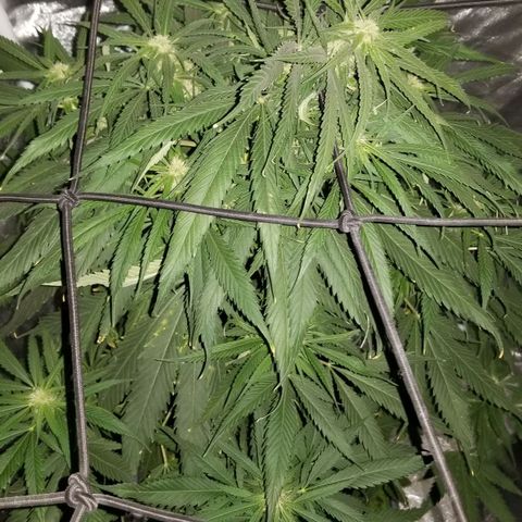 Genética desconocida growlog timeline photo