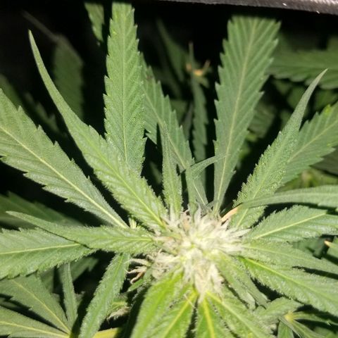 Genética desconocida growlog timeline photo