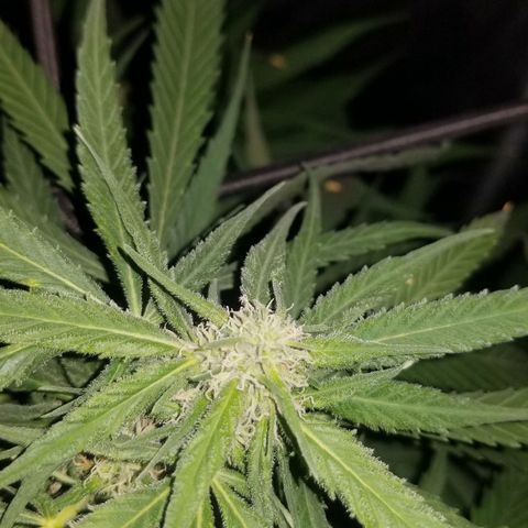Genética desconocida growlog timeline photo