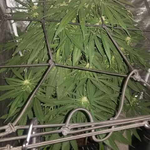 Genética desconocida growlog timeline photo