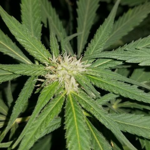 Genética desconocida growlog timeline photo