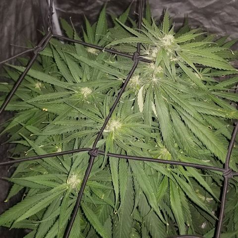 Genética desconocida growlog timeline photo