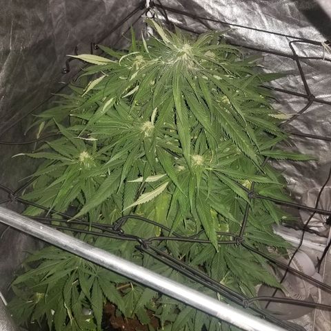 Genética desconocida growlog timeline photo