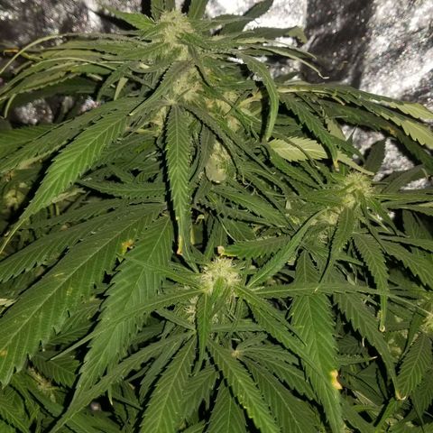 Genética desconocida growlog timeline photo