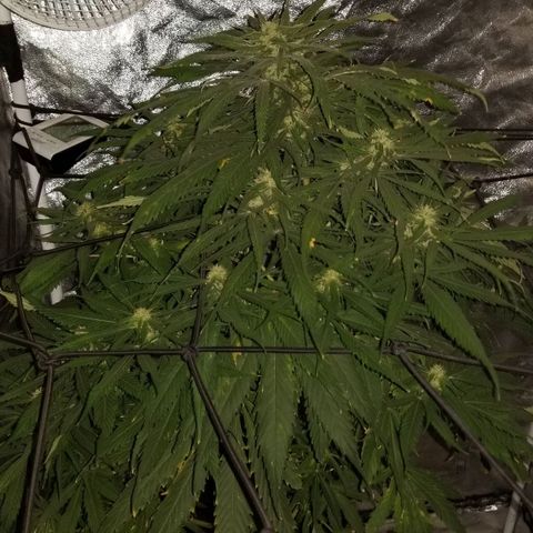 Genética desconocida growlog timeline photo