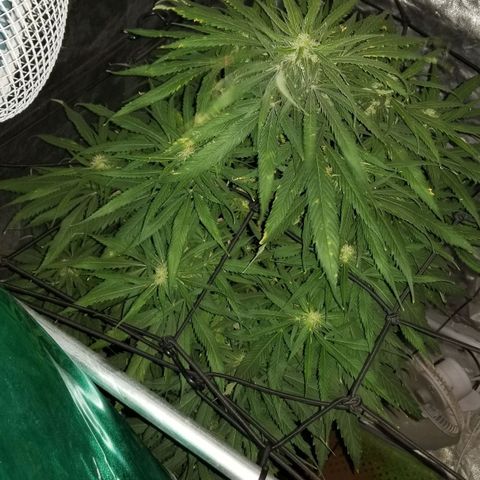 Genética desconocida growlog timeline photo