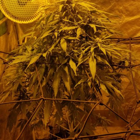 Genética desconocida growlog timeline photo