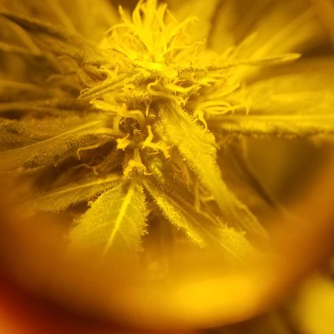 Genética desconocida growlog timeline photo