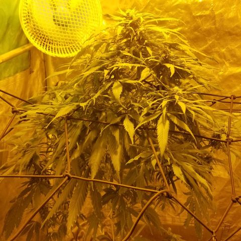 Genética desconocida growlog timeline photo