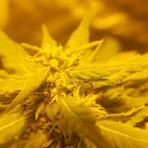 Genética desconocida growlog timeline photo