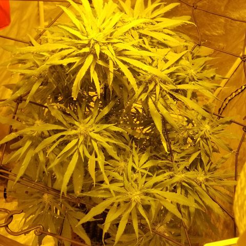 Genética desconocida growlog timeline photo