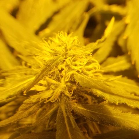 Genética desconocida growlog timeline photo