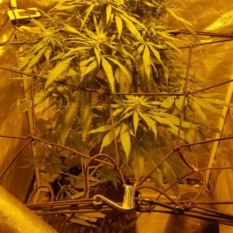 Genética desconocida growlog timeline photo