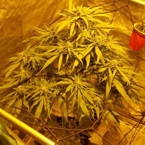 Genética desconocida growlog timeline photo