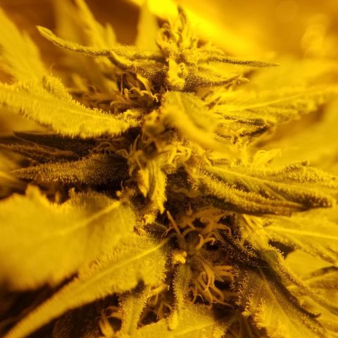 Genética desconocida growlog timeline photo