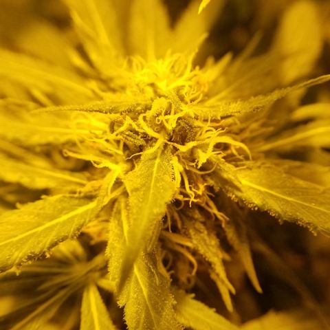 Genética desconocida growlog timeline photo