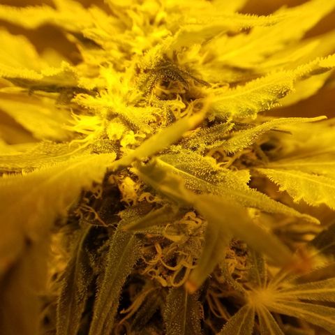 Genética desconocida growlog timeline photo