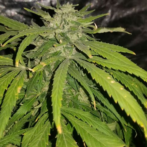 Genética desconocida growlog timeline photo
