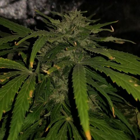 Genética desconocida growlog timeline photo