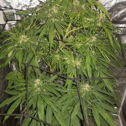 Genética desconocida growlog timeline photo