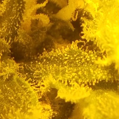 Genética desconocida growlog timeline photo