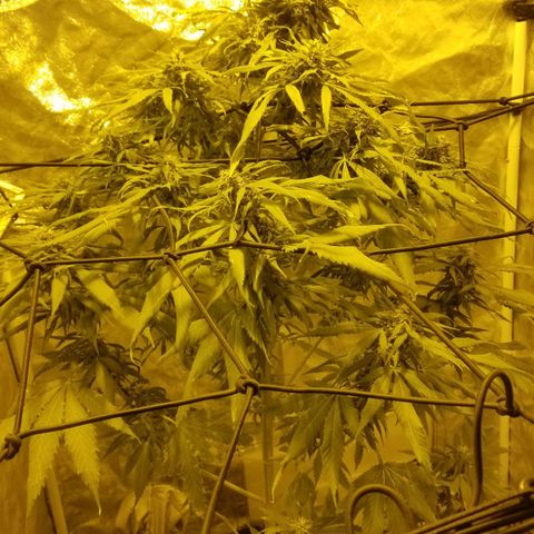 Genética desconocida growlog timeline photo