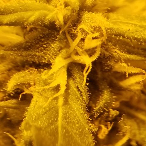 Genética desconocida growlog timeline photo