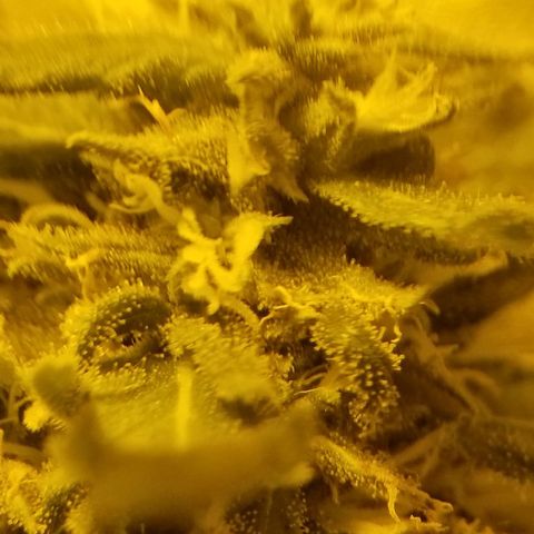 Genética desconocida growlog timeline photo