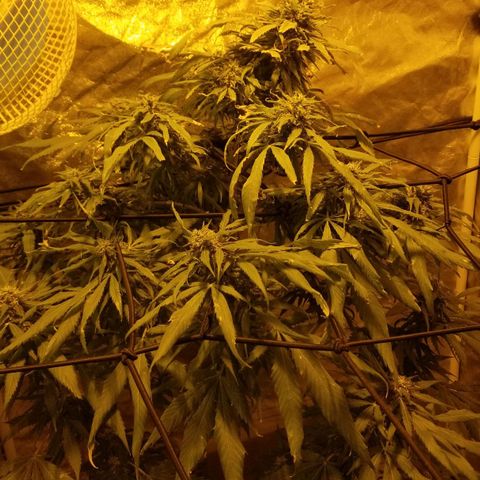 Genética desconocida growlog timeline photo