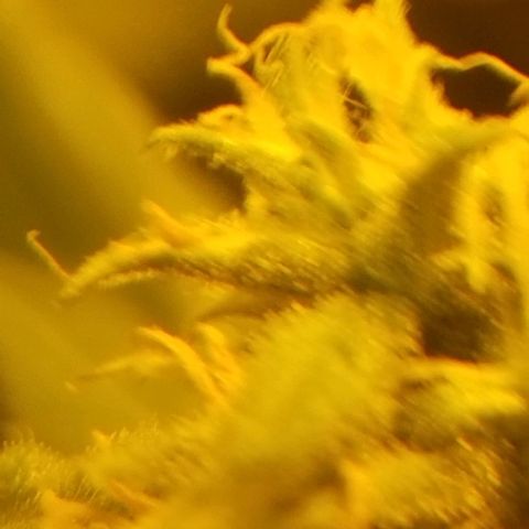 Genética desconocida growlog timeline photo