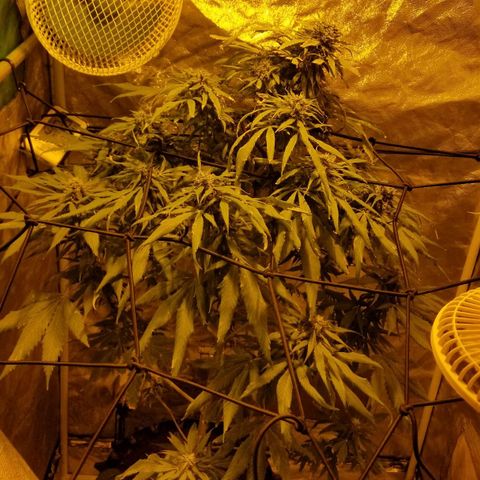 Genética desconocida growlog timeline photo