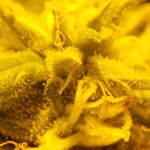 Genética desconocida growlog timeline photo