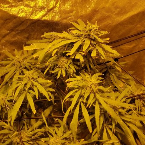 Genética desconocida growlog timeline photo
