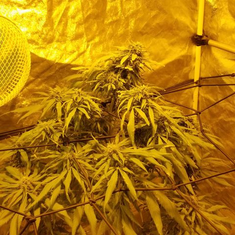 Genética desconocida growlog timeline photo