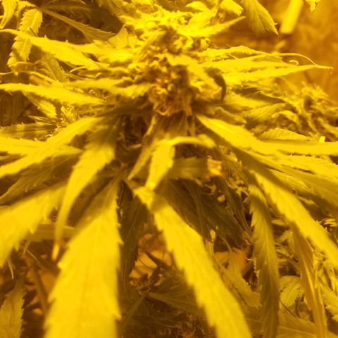 Genética desconocida growlog timeline photo