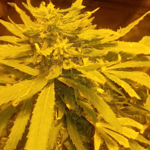 Genética desconocida growlog timeline photo