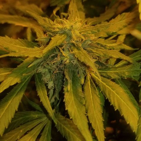 Genética desconocida growlog timeline photo
