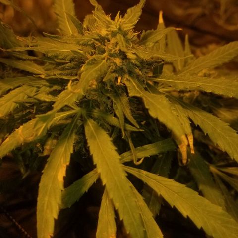 Genética desconocida growlog timeline photo