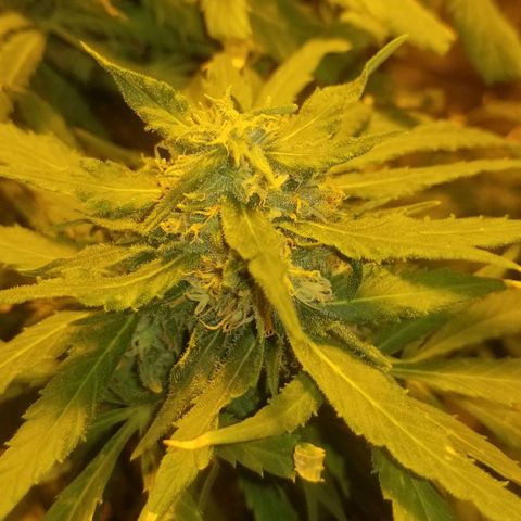 Genética desconocida growlog timeline photo