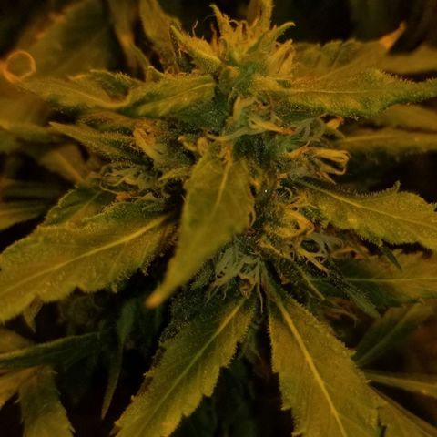 Genética desconocida growlog timeline photo
