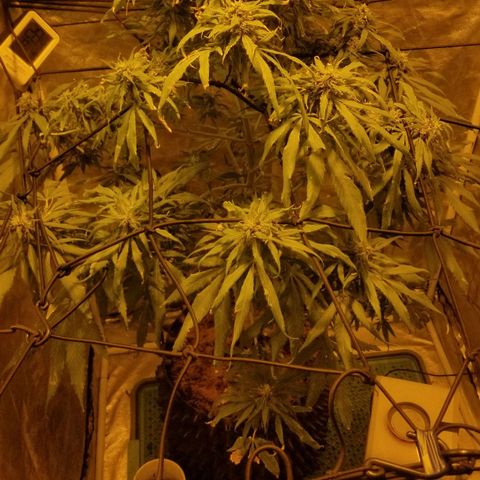 Genética desconocida growlog timeline photo