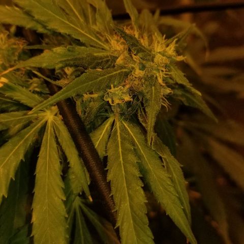 Genética desconocida growlog timeline photo