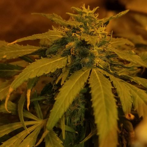 Genética desconocida growlog timeline photo