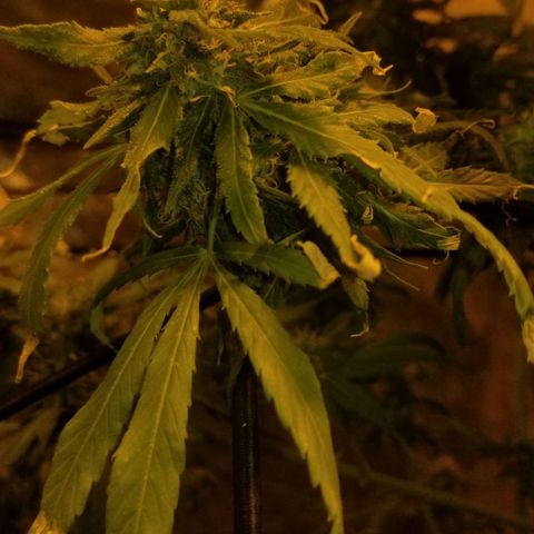 Genética desconocida growlog timeline photo