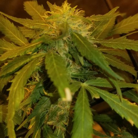 Genética desconocida growlog timeline photo