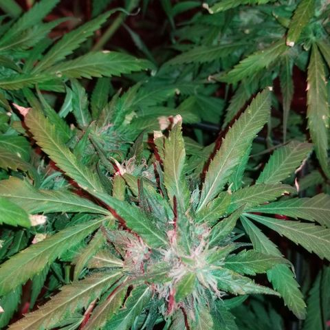Genética desconocida growlog timeline photo