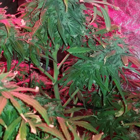 Genética desconocida growlog timeline photo
