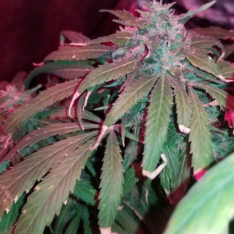 Genética desconocida growlog timeline photo